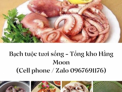 Bạch tuộc tươi sống tại Hà Nội