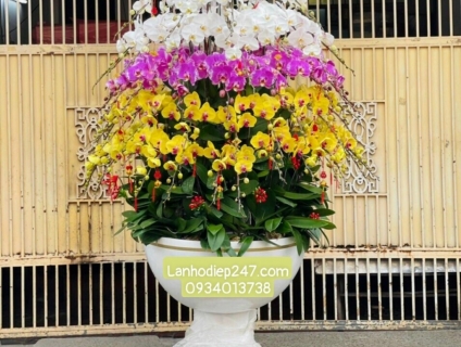 Cửa hàng hoa Lan Hồ Điệp cao cấp uy tín nhất Sài Gòn chuyên Lan Apollo
