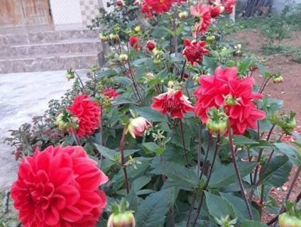 cây giống hoa thược dược