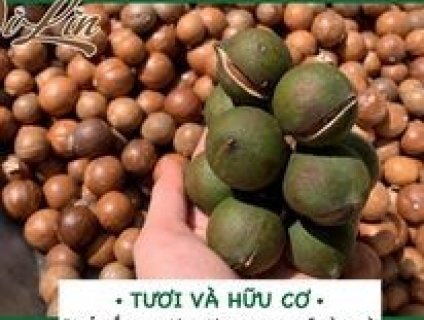 Hạt Macca Tươi Để Được Bao Lâu ?