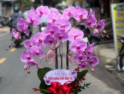 Hoa Tươi 247 chuyên phân phối hoa lan hồ điệp cao cấp nổi tiếng tphcm