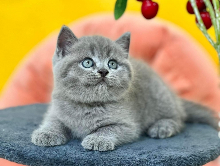 Mèo anh lông ngắn xám thuần chủng