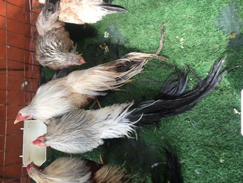 gà tre tân châu con màu đẹp