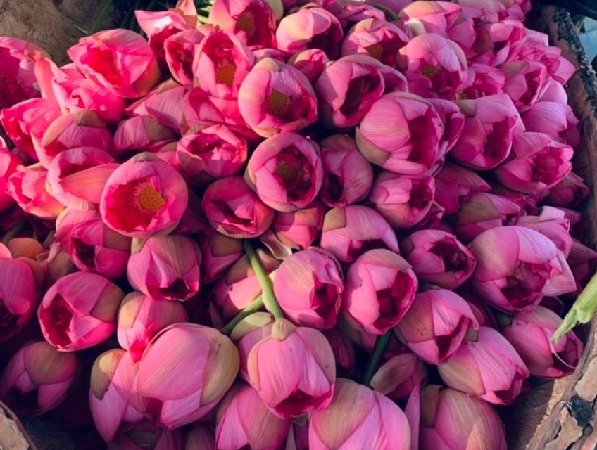 Trà Ướp Bông Sen Tây Hồ Cao cấp 5 búp