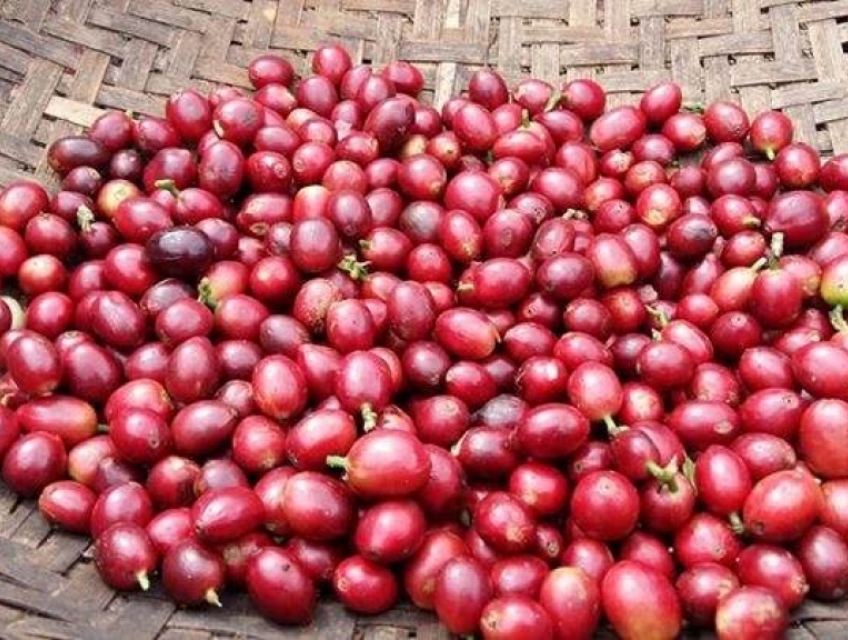 Nhận dịch vụ cung cấp rang xay gia công cà phê tại Hà Nội