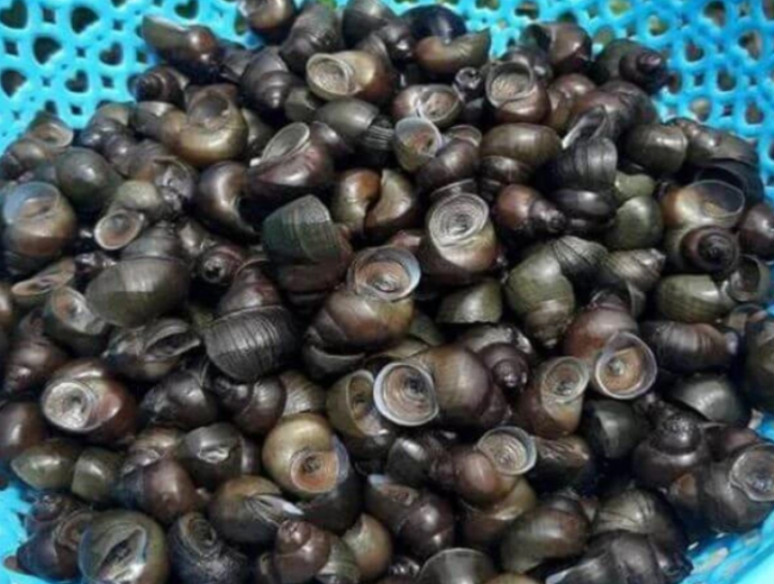 Ốc đắng được biết đến là món đặc sản bình dị của người dân miền Tây