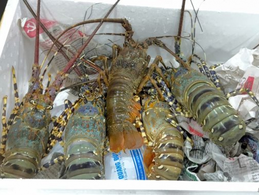 Tôm hùm tươi sống tại khu Sala, Quận 2