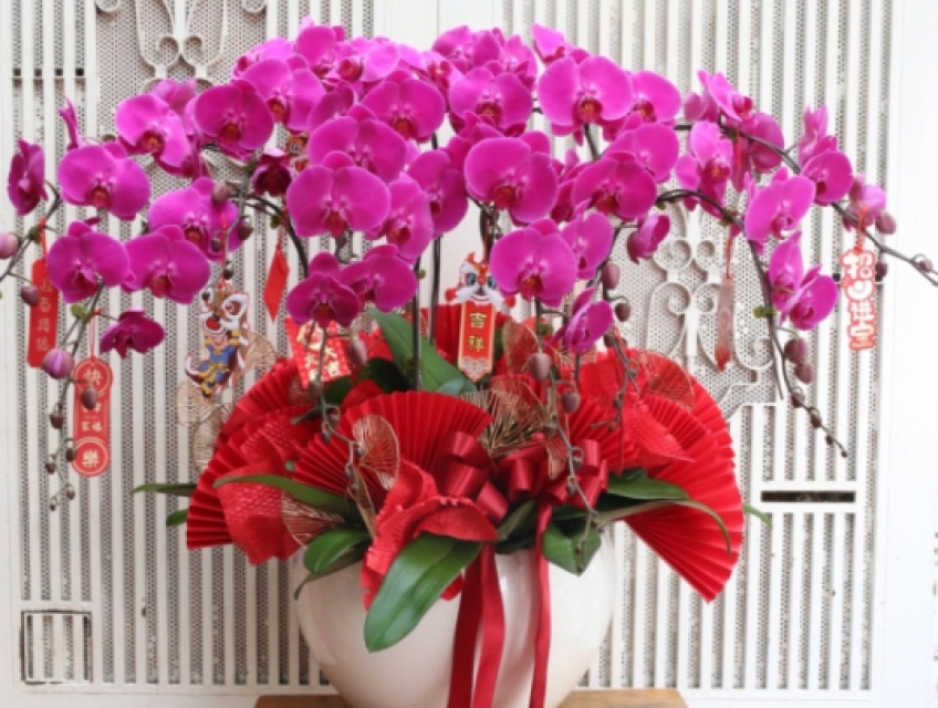 Hướng dẫn chọn lan hồ điệp khai trương