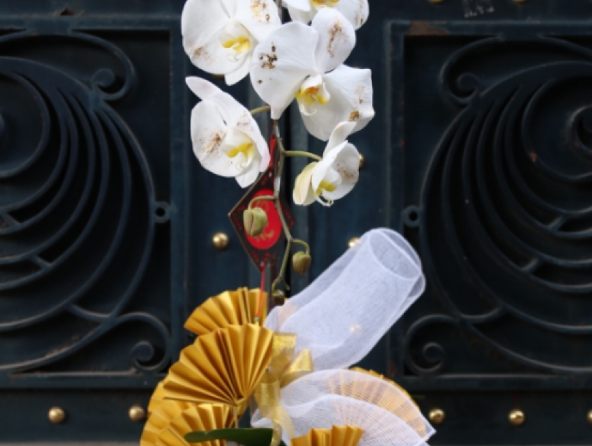 Ý nghĩa chậu lan hồ điệp trắng 1 cành