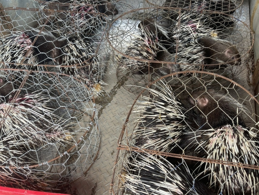 Cần bán Nhím giống giá rẻ tại Đồng Nai