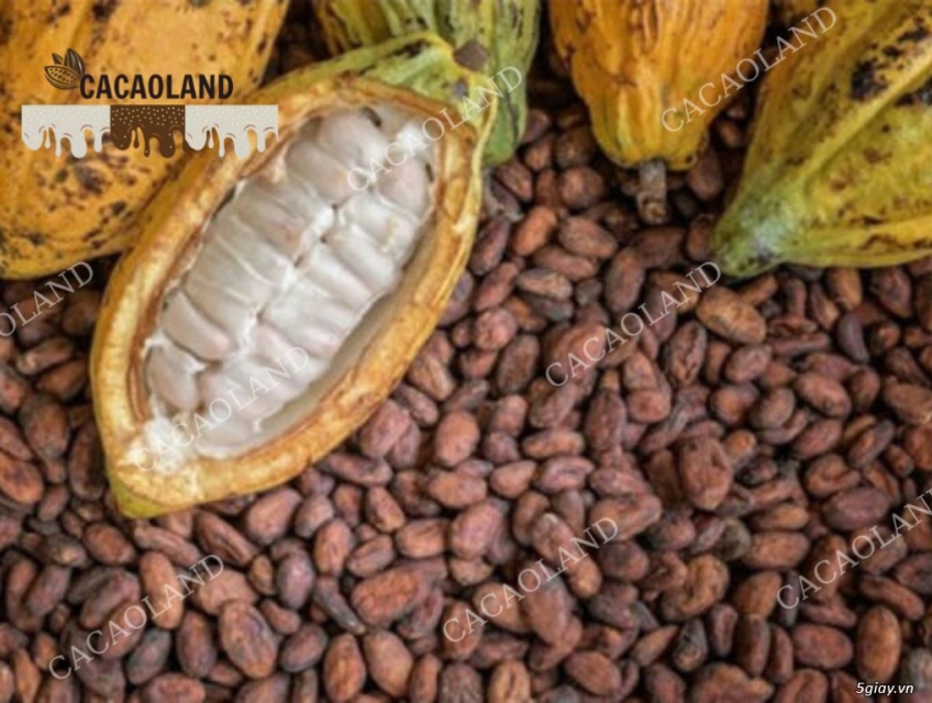 Thành phần dinh dưỡng trong cacao