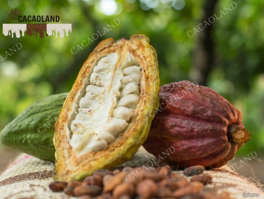 Sự khác biệt giữa cacao và socola
