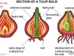 KỸ THUẬT TRỒNG HOA TULIP