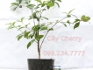 Cung cấp cây Cherry giá rẻ, chất lượng tốt