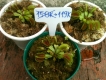 Cây bẫy kẹp Venus Flytrap