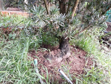 Van nien tung goc dep