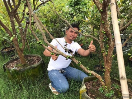 Nho thân gỗ - Loại cây phong thủy cho sự sung túc và đủ đầy