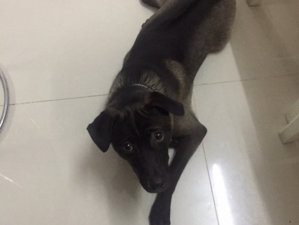 Thú cưng : Tìm chủ mới cho em chó Phú Quốc gần 1 tuổi