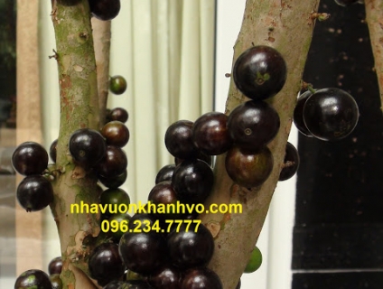 Cây nho thân gỗ cây ăn quả độc đáo - Quả có nhiều dinh dưỡng