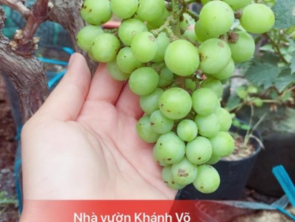 Chỉ mất 7-8 tháng đã có thể ra quả lại dễ chăm sóc, giống nho Pháp đan