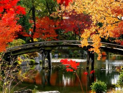 Du lịch mùa thu vàng Nhật Bản cùng Vietjet Air giá shock