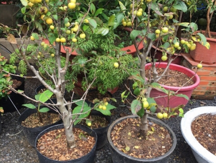 Táo Siêu lùn đang có trái sum xuê tại vườn TPHCMTáo Siêu lùn đang có t