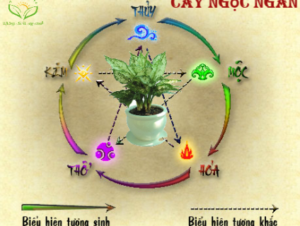 CÂY NGỌC NGÂN HỢP MỆNH GÌ - Ý NGHĨA PHONG THỦY