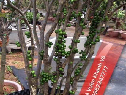 Nên mua Nho thân gỗ ở đâu? Uy tín - Chất lượng