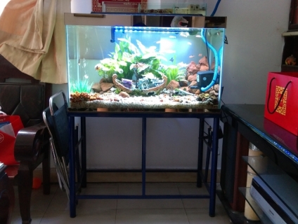 Bán hồ Cá 80x50x40 kèm chân. Giá 600.000đ