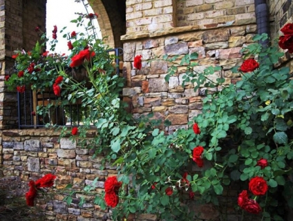 Một số loại hoa hồng cổ nên trồng Nhà Bạn