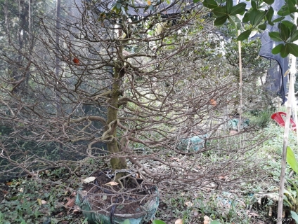 Mai vang mien nam.goc dep chinh chu