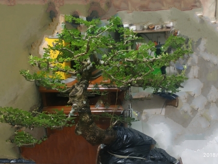 Cần bán : cây bonsai cần thăng đã tạo dáng (5-6 năm)