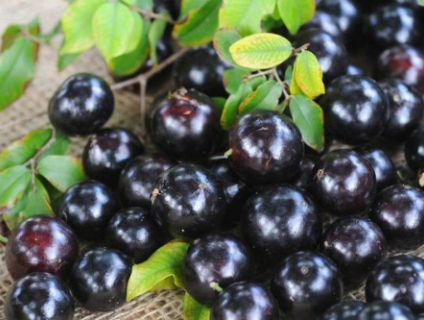 Nho Thân Gỗ - Cây phong thủy cầu tài, cầu lộc mới của giới kinh doanh