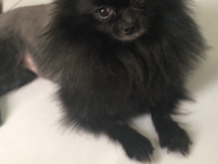 Bán chó phốc sóc mini