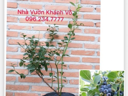 Việt Quất (Blueberry) Và Những Công Dụng Tuyệt Diệu