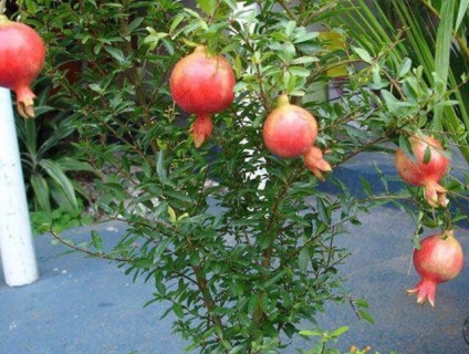 Lựu đỏ Ấn Độ đang có Hoa và Trái tại vườn Tphcm