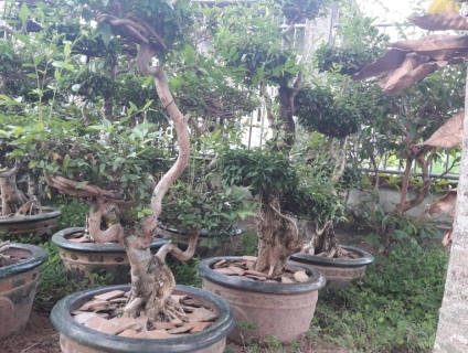 CẦN BÁN: MAI CHIẾU THỦY