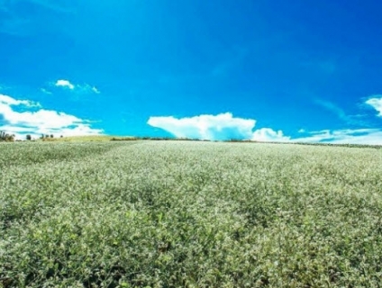 Sắc thắm những mùa hoa Đà Lạt tháng 11