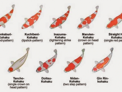 Cá chép Koi có những loại nào? Tên gọi của từng loại