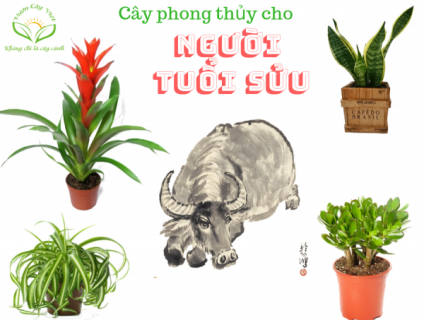 Tổng hợp 5+ mệnh lưu ý người tuổi sửu nên nhất định phải biết