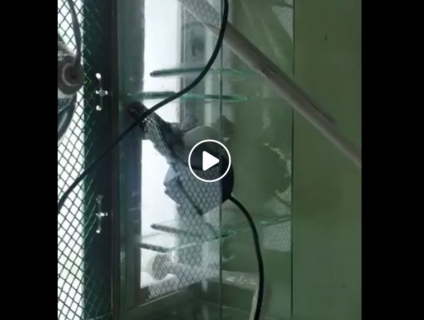 Thanh lý thùng pom cá rồng như mới