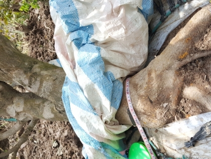 Mai vàng dáng bay cao 3,5m tàng 4m