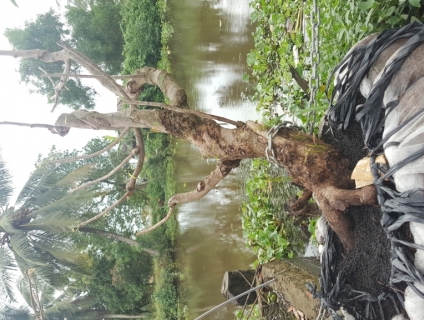 Mai Vàng Xù 100%... hoành 45cm... cao 250cm... dáng bay xù siêu đẹp