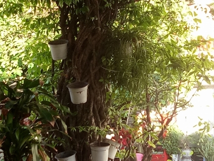 Cần bán CẶP MAI CHIẾU THUỶ LÁ LỚN (đa thân)