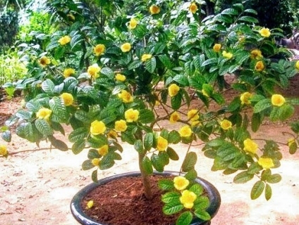 Siêu cây cảnh trà hoa vàng