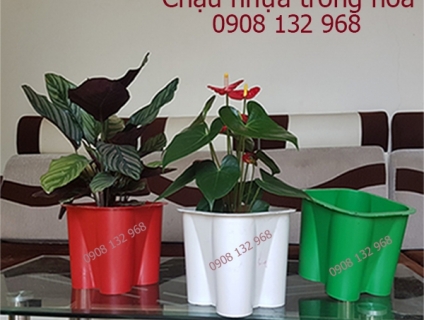 Cung Cấp Chậu Nhựa Trồng Cây, Chậu Nhựa Trồng Hoa