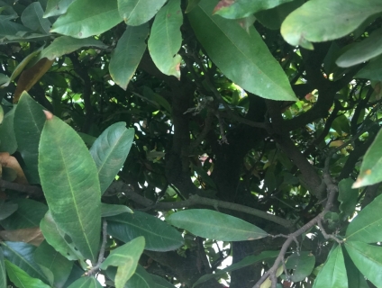 Cần bán Mai vàng. Dáng đẹp 53 hoành . cây cao 3m, ngang 2m4