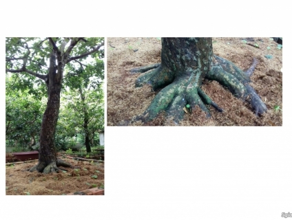 Cần bán: Cây Mai , Cây Nguyệt Quế với nhiều kích cỡ