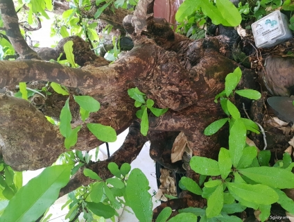 Cặp lộc vừng cổ