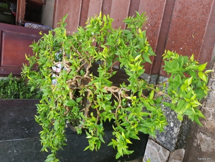 Cặp mai chiếu thủy thế